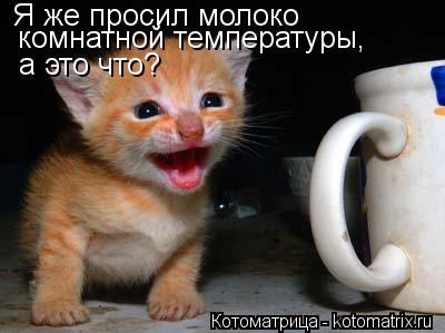 Котоматрица: Я же просил молоко  комнатной температуры,  а это что?