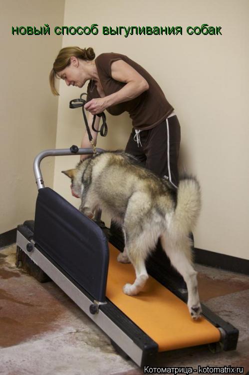 Котоматрица: новый способ выгуливания собак