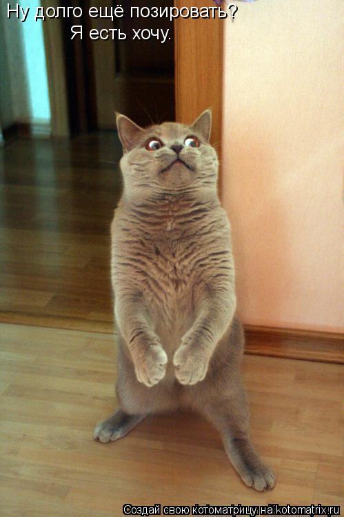 Котоматрица: Ну долго ещё позировать?  Я есть хочу.