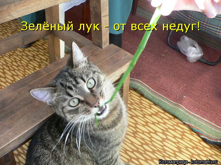 Котоматрица: Зелёный лук - от всех недуг!