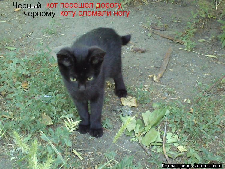 Котоматрица: Черный  кот перешел дорогу,  черному коту сломали ногу