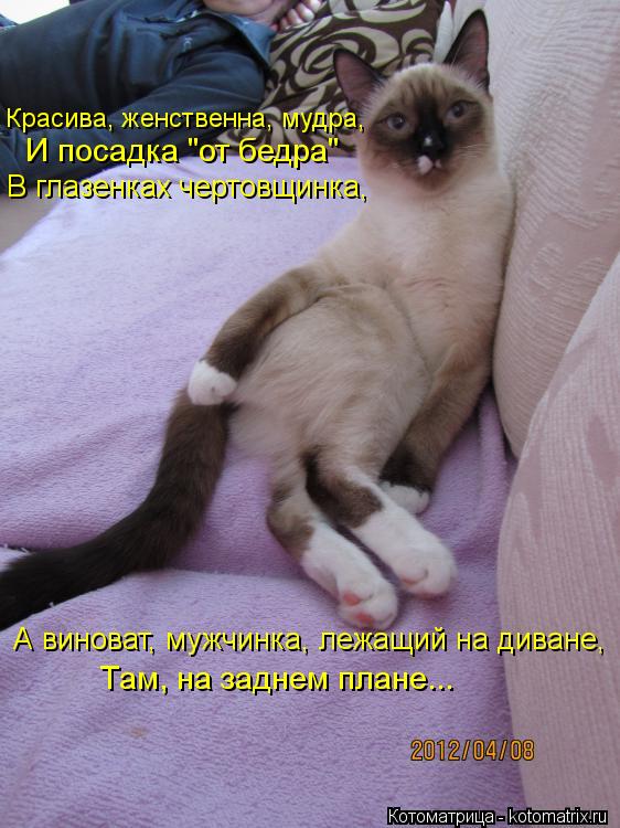 Котоматрица: Красива, женственна, мудра, В глазенках чертовщинка, А виноват, мужчинка, лежащий на диване, Там, на заднем плане... И посадка "от бедра"
