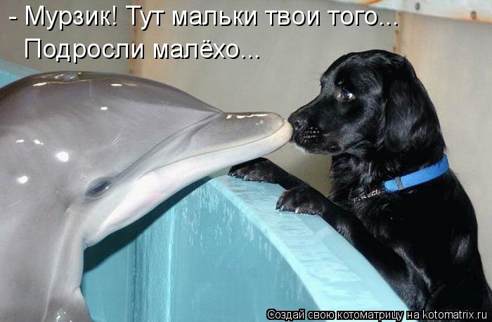 Котоматрица: - Мурзик! Тут мальки твои того... Подросли малёхо...