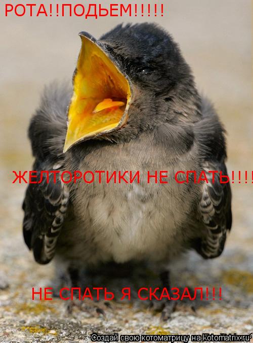 Котоматрица: РОТА!!ПОДЬЕМ!!!!! ЖЕЛТОРОТИКИ НЕ СПАТЬ!!!! НЕ СПАТЬ Я СКАЗАЛ!!!