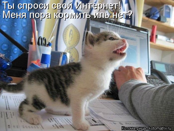 Котоматрица: Ты спроси свой Интернет! Меня пора кормить иль нет?