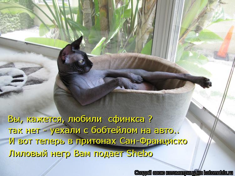 Котоматрица: Вы, кажется, любили  сфинкса ? так нет - уехали с бобтейлом на авто.. И вот теперь в притонах Сан-Франциско  Лиловый негр Вам подает Shebо