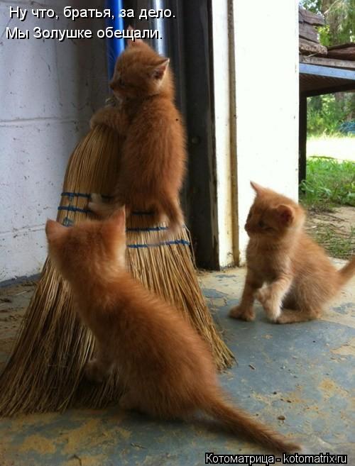 Котоматрица: Ну что, братья, за дело. Мы Золушке обещали.