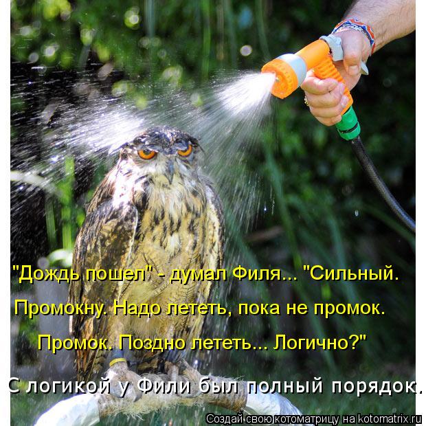 Котоматрица: "Дождь пошел" - думал Филя... "Сильный.  Промокну. Надо лететь, пока не промок. Промок. Поздно лететь... Логично?" С логикой у Фили был полный поря