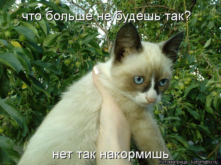 Котоматрица: что больше не будешь так? нет так накормишь