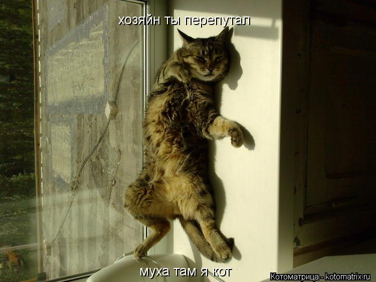 Котоматрица: хозяйн ты перепутал муха там я кот