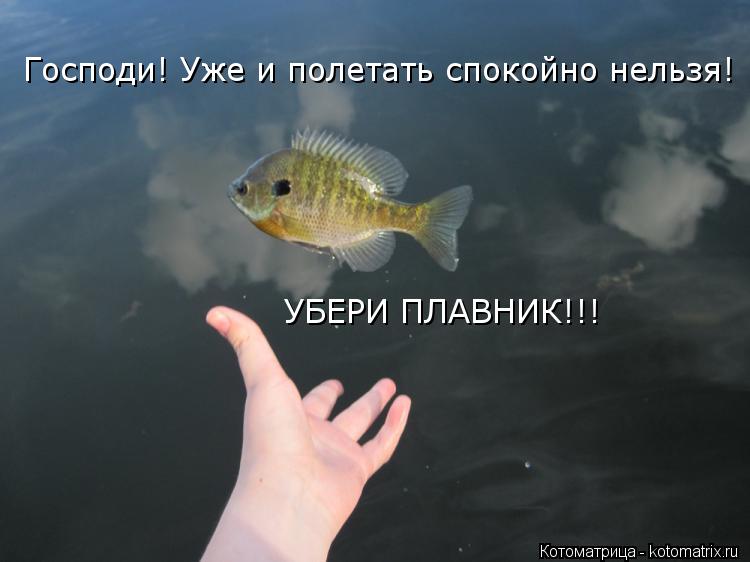 Котоматрица: Господи! Уже и полетать спокойно нельзя! УБЕРИ ПЛАВНИК!!!
