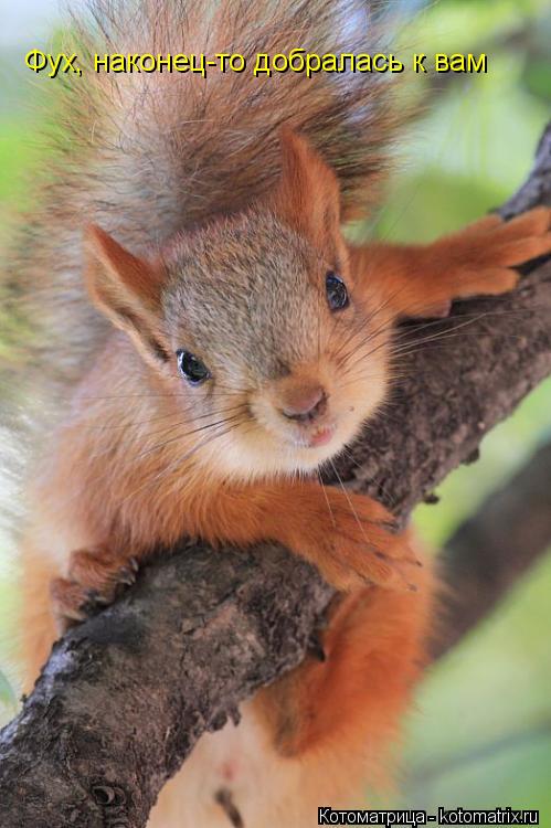 Котоматрица: Фух, наконец-то добралась к вам