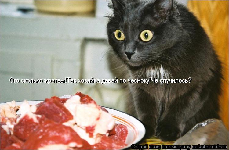 Котоматрица: Ого сколько жратвы!Так хозяйка давай по чесноку!Чё случилось?