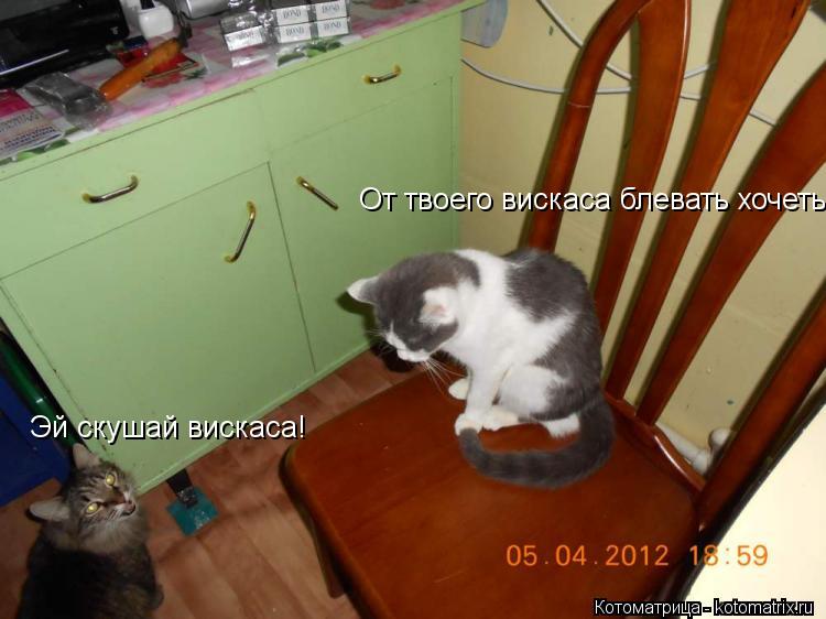 Котоматрица: Эй скушай вискаса! От твоего вискаса блевать хочеться!
