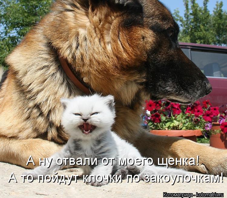 Котоматрица: А ну отвали от моего щенка! А то пойдут клочки по закоулочкам!