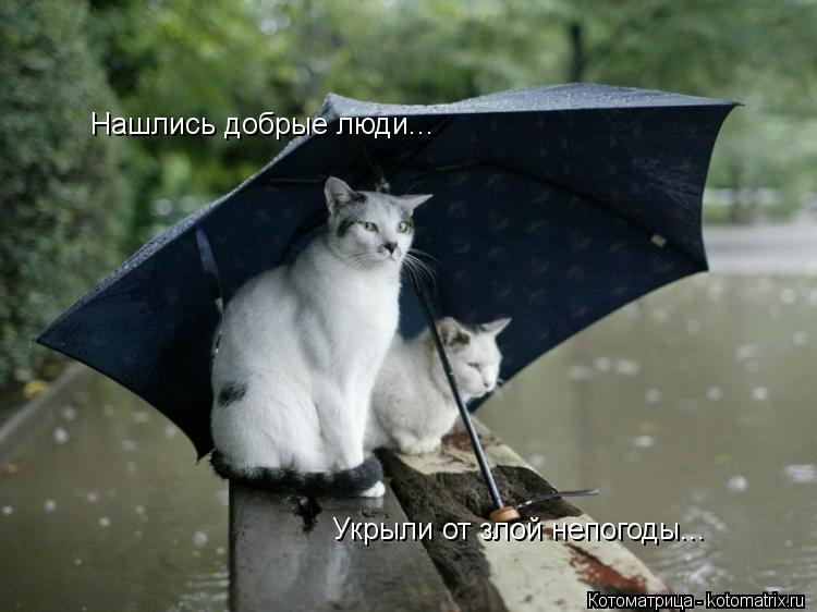 Котоматрица: Нашлись добрые люди... Укрыли от злой непогоды...