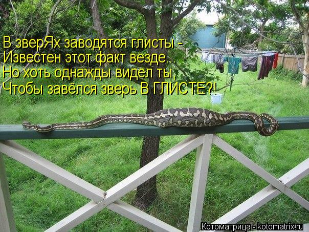 Котоматрица: В зверЯх заводятся глисты - Известен этот факт везде... Но хоть однажды видел ты, Чтобы завёлся зверь В ГЛИСТЕ?!