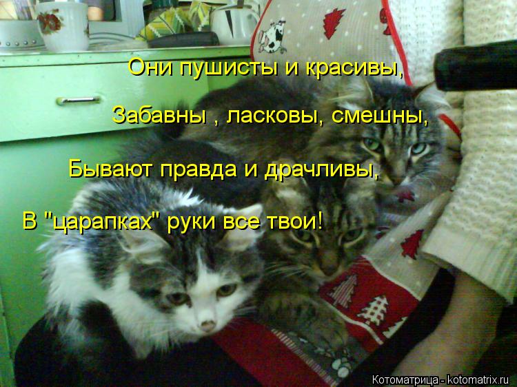 Котоматрица: Они пушисты и красивы, Забавны , ласковы, смешны, Бывают правда и драчливы,   В "царапках" руки все твои!