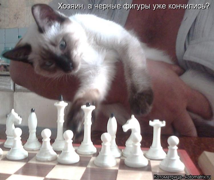 Котоматрица: Хозяин, а черные фигуры уже кончились?
