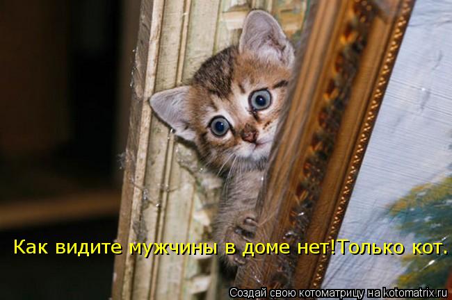 Котоматрица: Как видите мужчины в доме нет!Только кот.