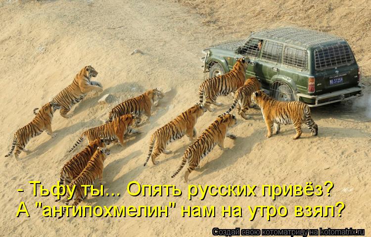 Котоматрица: - Тьфу ты... Опять русских привёз? А "антипохмелин" нам на утро взял?