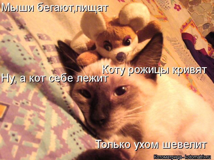 Котоматрица: Мыши бегают,пищат Коту рожицы кривят  Ну, а кот себе лежит  Только ухом шевелит