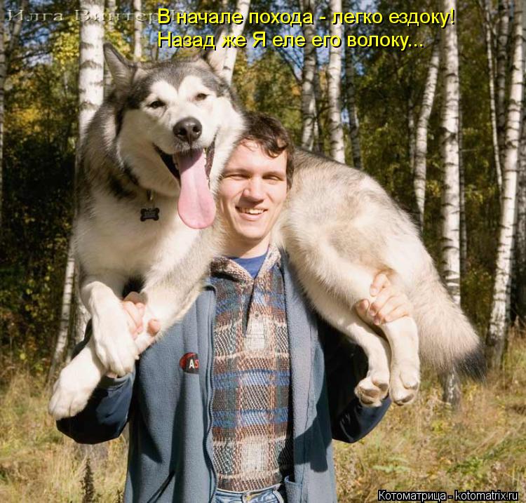 Котоматрица: В начале похода - легко ездоку! Назад же Я еле его волоку...
