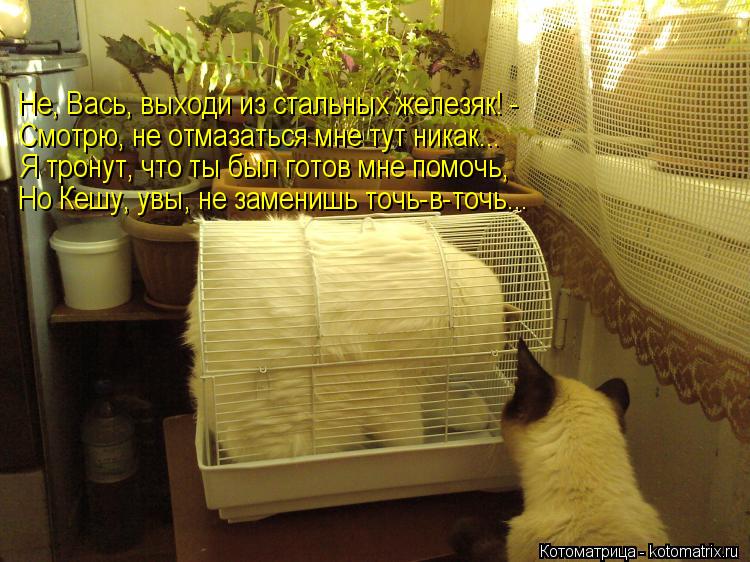 Котоматрица: Не, Вась, выходи из стальных железяк! - Смотрю, не отмазаться мне тут никак... Я тронут, что ты был готов мне помочь, Но Кешу, увы, не заменишь то