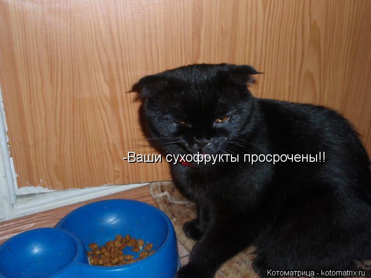 Котоматрица: -Ваши сухофрукты просрочены!!