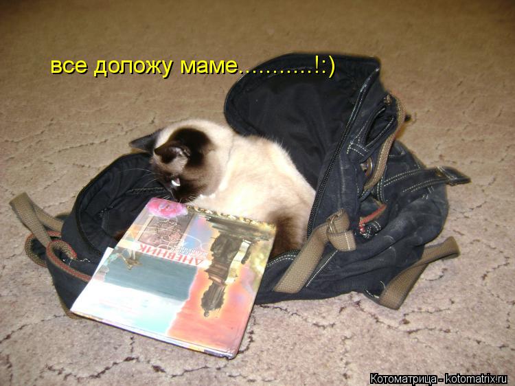Котоматрица: все доложу маме...........!:)
