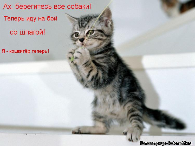 Котоматрица: Ах, берегитесь все собаки!  Теперь иду на бой  со шпагой!  Я - кошкитёр теперь!