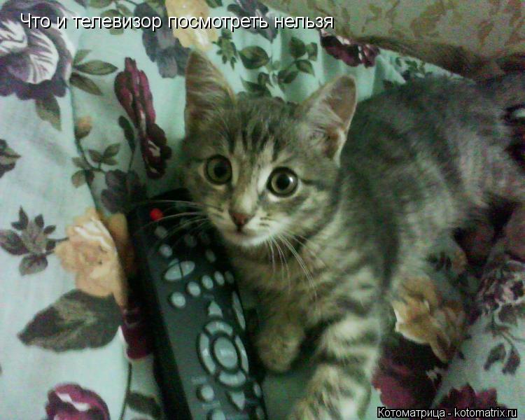 Котоматрица: Что и телевизор посмотреть нельзя Что и телевизор посмотреть нельзя