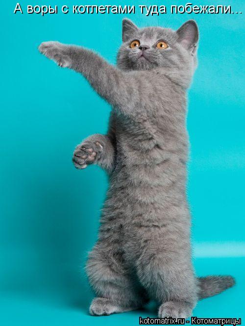 Котоматрица: А воры с котлетами туда побежали...