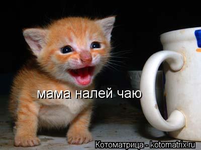 Котоматрица: мама налей чаю