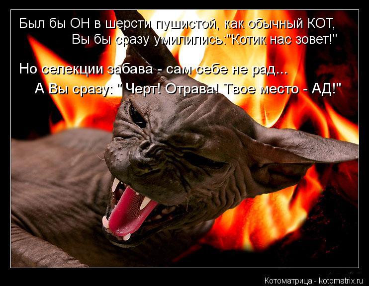 Котоматрица: Был бы ОН в шерсти пушистой, как обычный КОТ, Вы бы сразу умилились:"Котик нас зовет!" Но селекции забава - сам себе не рад... А Вы сразу: " Черт! О