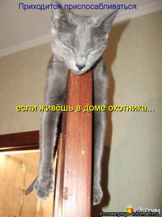 Котоматрица: Приходится приспосабливаться, если живёшь в доме охотника...