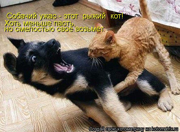 Котоматрица: Собачий ужас - этот  рыжий  кот! Хоть меньше пасть, но смелостью своё возьмёт.