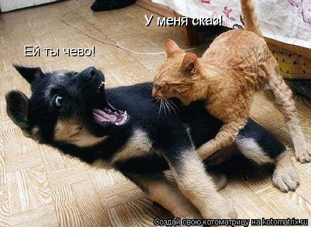 Котоматрица: Ей ты чево!  У меня сказ! У меня сказ!