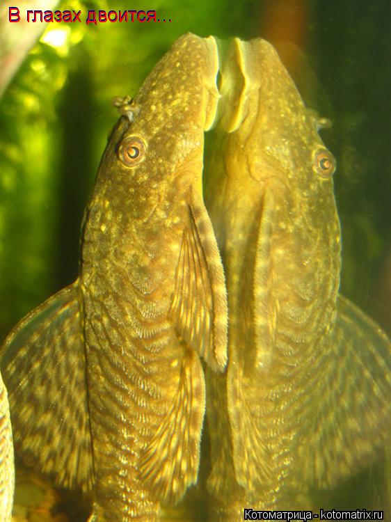 Котоматрица: В глазах двоится... В глазах двоится...