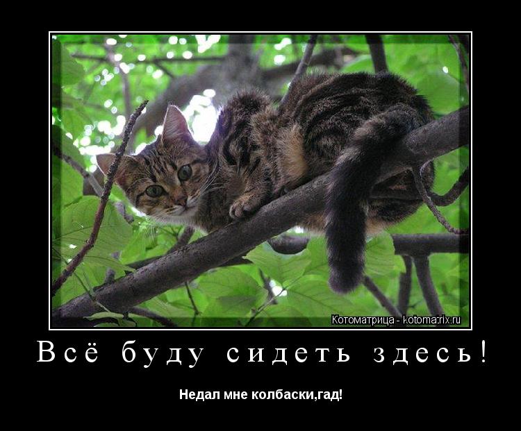 Котоматрица: Всё буду сидеть здесь! Недал мне колбаски,гад!