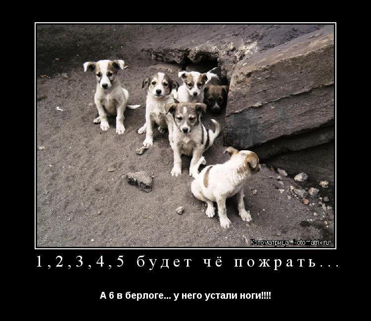 Котоматрица: 1,2,3,4,5 будет чё пожрать...  А 6 в берлоге... у него устали ноги!!!!
