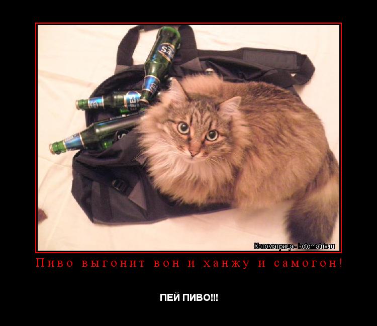 Котоматрица: Пиво выгонит вон и ханжу и самогон! ПЕЙ ПИВО!!!