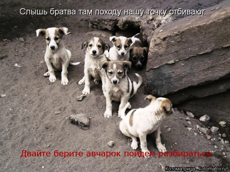 Котоматрица: Слышь братва там походу нашу точку отбивают. Двайте берите авчарок пойдем разбираться.