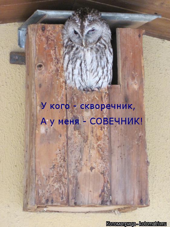 Котоматрица: У кого - скворечник, А у меня - СОВЕЧНИК!