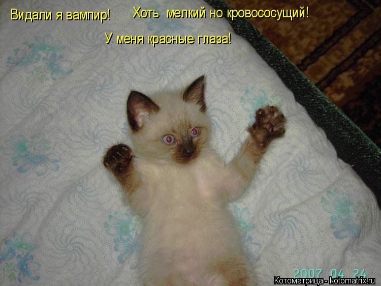 Котоматрица: Видали я вампир! Хоть  мелкий но кровососущий! У меня красные глаза!