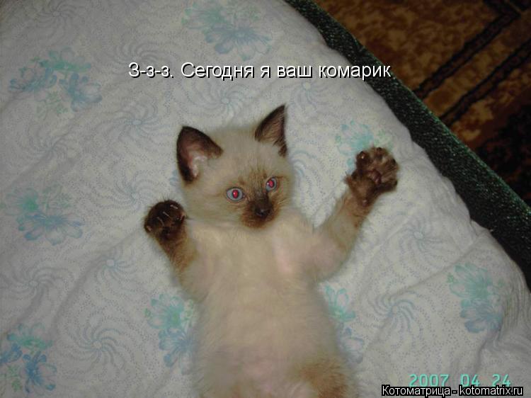 Котоматрица: З-з-з. Сегодня я ваш комарик