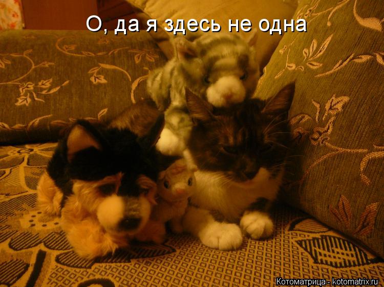 Котоматрица: О, да я здесь не одна