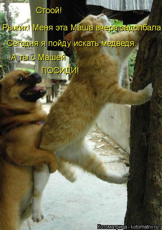 Котоматрица: Стоой!  Рыжик! Меня эта Маша вчера задолбала! Сегодня я пойду искать медведя.  А ты с Машей  ПОСИДИ!