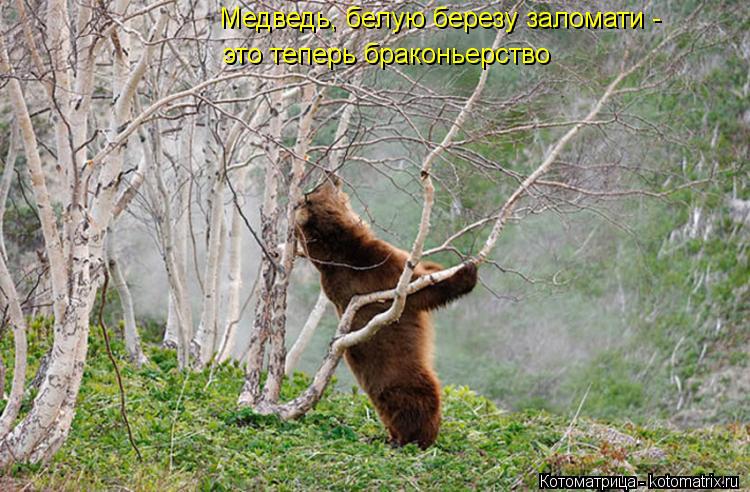 Котоматрица: Медведь, белую березу заломати -  это теперь браконьерство