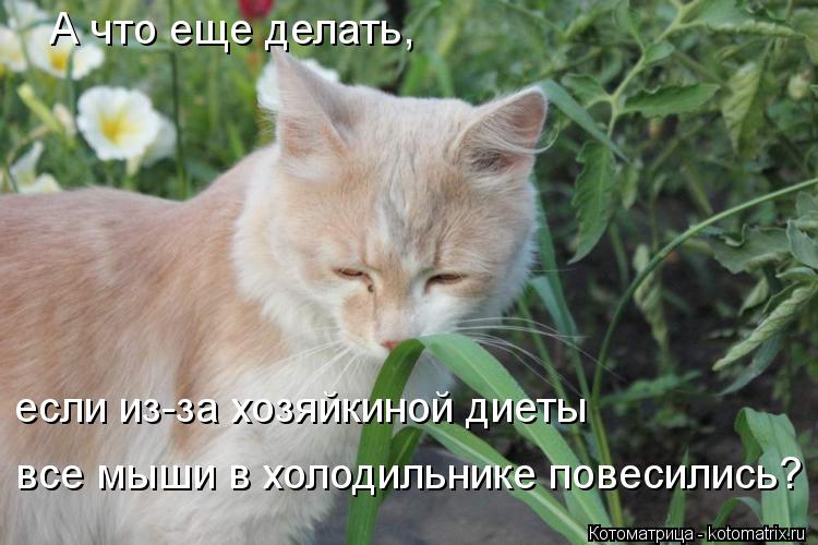 Котоматрица: А что еще делать, если из-за хозяйкиной диеты все мыши в холодильнике повесились?